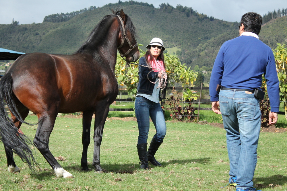 Coaching con Caballos Bravo SAS