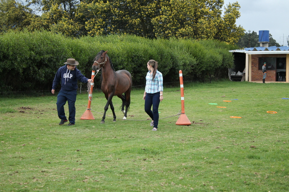 Coaching con Caballos Bravo SAS