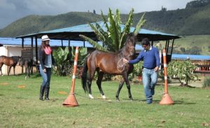 Coaching con Caballos Bravo SAS